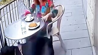 They Dont Speak, But They Feel Emotional Dog Moments