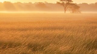 elephant vs black panther who is the winner?