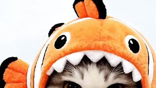 Ikan makan kepala kucing