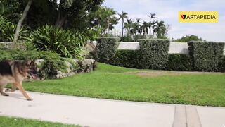 The Richest Dog in the World!