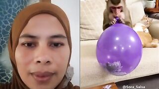 a cat is sleeping, a monkey likes to be naughty