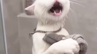 Cat Singing In Bathroom