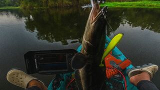Wild Battle with a Giant Snakehead!