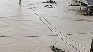 Resque Cat From Flash Flood