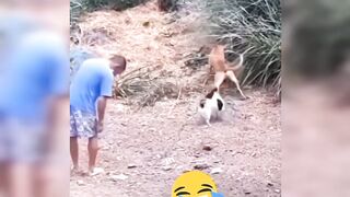 इन जनवर न त सच म मज कर द. फन एनमलस वडय 2025