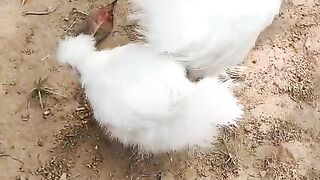 My silky