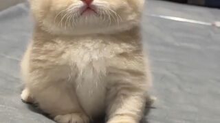 Compilation funny cats.