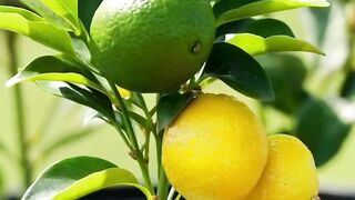 Mini Lemon Growth Process