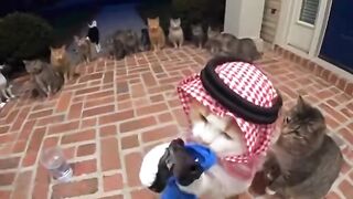 迷動画集 Funny cat