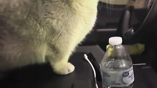 Adorable Munchkin Cat