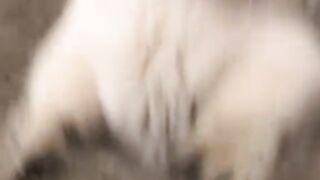 Adorable Munchkin Cat