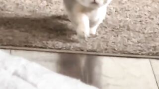 Munchkin Cat Walking on the floor