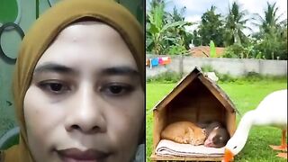 The cats new enemy, the long-necked goose