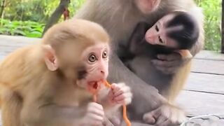 The monkeys baby is too spicy