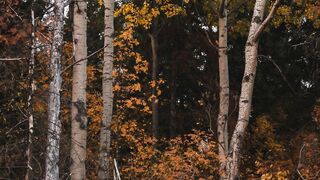 Relaxing music