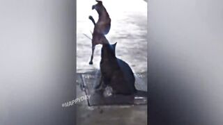 11 МИНУТ СМЕХА
