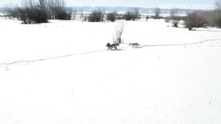Эти Звери не Боятся Численного Перевеса Противника!