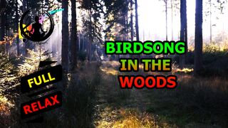 Birdsong in the woods. [HD]
