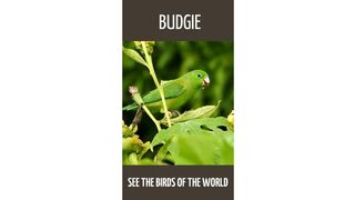 Budgies in nature. [HD] #shorts