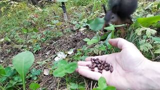 Белочка сломалась/Squirrel broke/リスが壊れた/Wiewiórka się zepsuła.