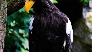White tailed eagle. [HD] #shorts