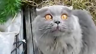 Кот зовет кошку