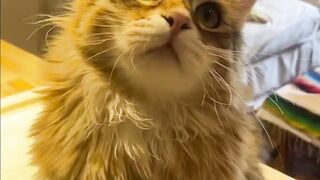 Смешные и весёлые кошки