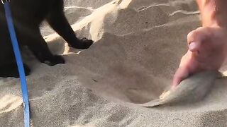 Funny Cat - Best Of The 2021 Funny Cat Videos - TRY NOT TO LAUGH!