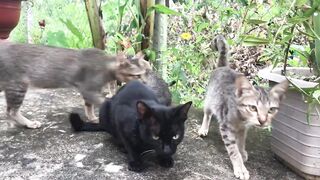 Мяуканье кошек