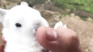 Cute Animal - Best Of The 2021 Funny Animal Videos - TRY NOT TO LAUGH!