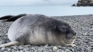 Funny Animal - Best Of The 2021 Funny Animal Videos - TRY NOT TO LAUGH!