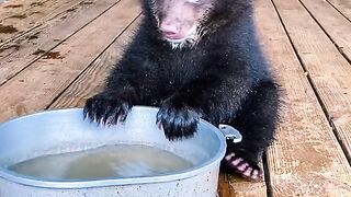 Funny Animal - Best Of The 2021 Funny Animal Videos - TRY NOT TO LAUGH!