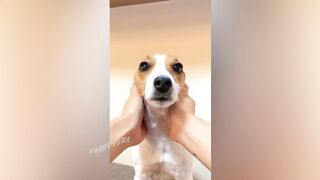 СМЕШНЫЕ КОШКИ 2021 И ДРУГИЕ ЖИВОТНЫЕ/ 10 МИНУТ СМЕХА/СМЕШНЫЕ ЖИВОТНЫЕ 2021