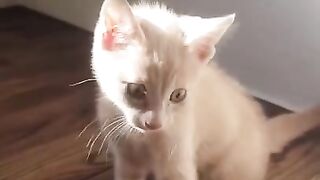 Самые смешные животные / Приколы с котами и собаками 2021
