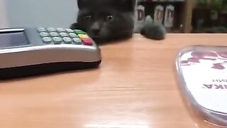 Приколы с котами и собаками 2021