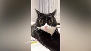 ПОДБОРКА ПРИКОЛОВ С КОТАМИ И КОШКАМИ