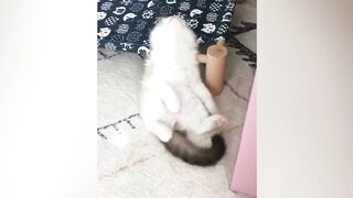 ЛУЧШИЕ ПРИКОЛЫ С КОТАМИ 2021