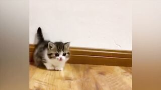 Приколы с КОТАМИ / Funny ANIMALS video