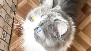 Сборник котиков