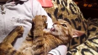 Подборка с пьяными котами