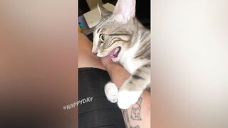СМЕШНЫЕ ЖИВОТНЫЕ 2021/ЛУЧШИЕ ПРИКОЛЫ С КОТАМИ