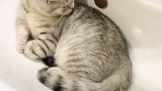 Funny Cat Reaction - Best Of The 2021 Funny Cat Videos - TRY NOT TO LAUGH!