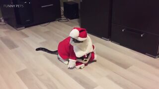 Прикольные коты в одежде
