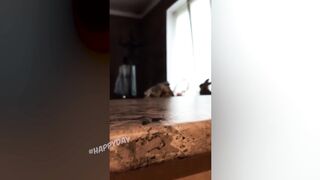 УМОРИТЕЛЬНЫЕ КОТЫ И ДРУГИЕ ЖИВОТНЫЕ 2021
