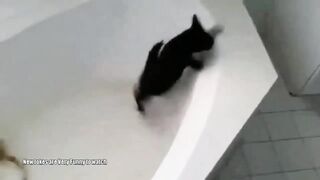 Смешное видео про котов №2
