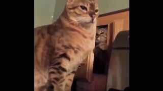 Смешное видео про котов №4