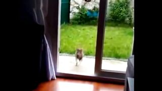 Смешное видео про котов №5