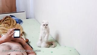 Смешное видео про котов №8