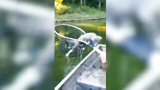 Смешное видео про котов №9