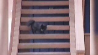 Смешное видео про собак №12